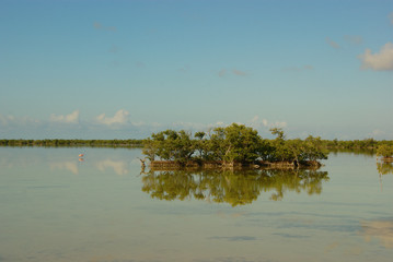 mangrove landscape. mangrove swamps of Zapata National Park  in Cuba.