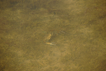 mangrove landscape. mangrove swamps of Zapata National Park  in Cuba.