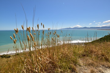 Cape Palliser view landscape with sea, mountains and long grass in the front
