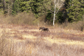 A lone male bull moose in the woods
