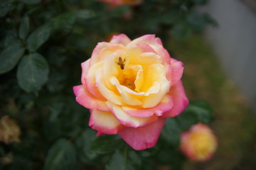 pink rose in garden with bee feeding