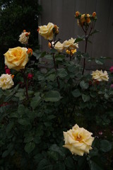 bouquet of flowers