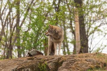A lone coyote in the woods