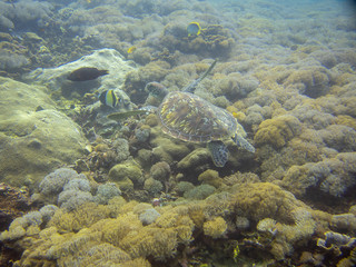 Sea turtle swimming over coral