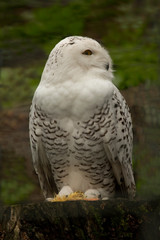 Snowy owl ( Bubo scandiacus, Nyctea scandiaca).