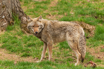 Fototapeta premium A lone coyote in the woods