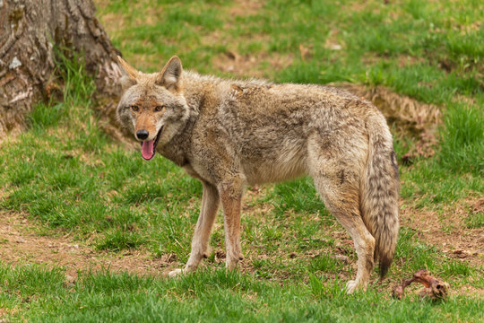 A lone coyote in the woods