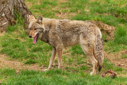 A lone coyote in the woods
