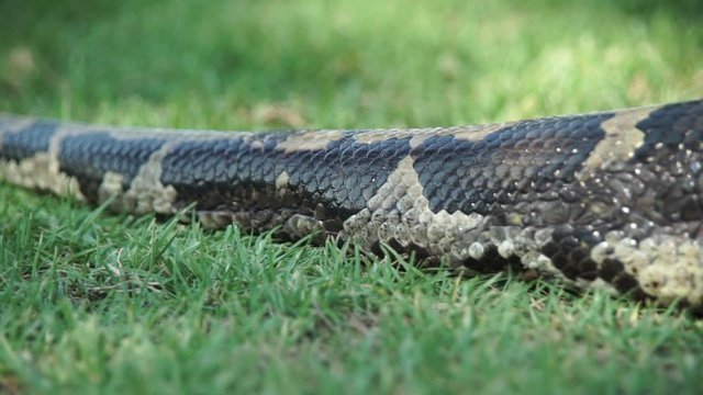 The extremley large tail of a boa constrictor slithering throught the grass