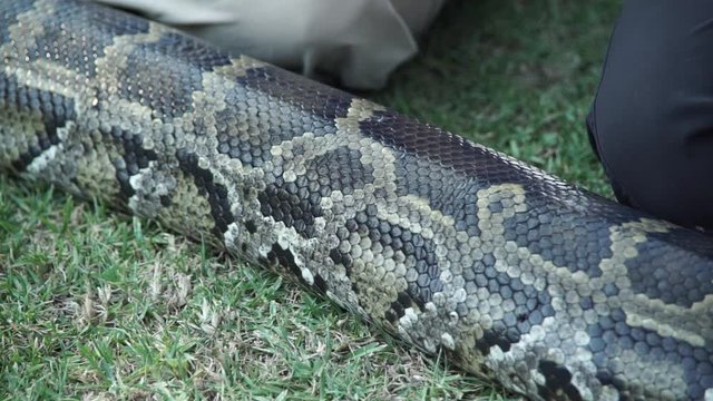 An extremely large boa constrictor slithering in the grass along a the knees of two people