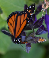 butterfly on flower