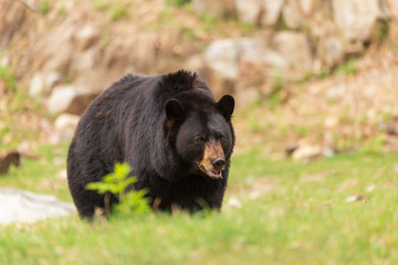 A large black bear