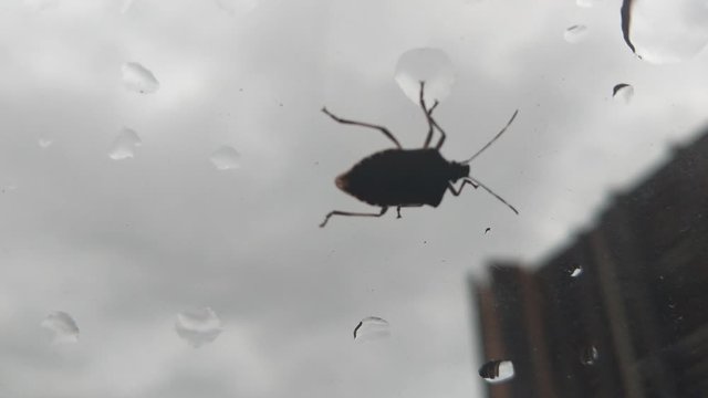 A large sheild / stink bug crawling on the inside pane of glass from left to right, water droplets on the window