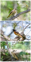 Red-tailed birds sit on a tree branch in the garden