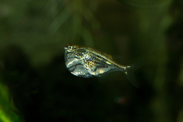Marbled hatchetfish (Carnegiella strigata).