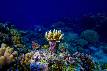 underwater view of Coral reef and small fish with blue water background, Great Barrier Reef, Australia