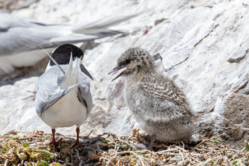 White-fronted Tern