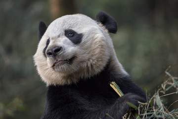 Panda Bear Holding Bamboo, Bifengxia Panda Reserve in Ya'an Sichuan Province, China. Panda 