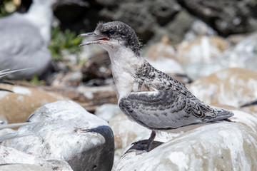 White-fronted Tern