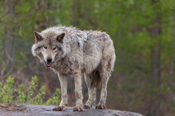 Timber wolf in the woods