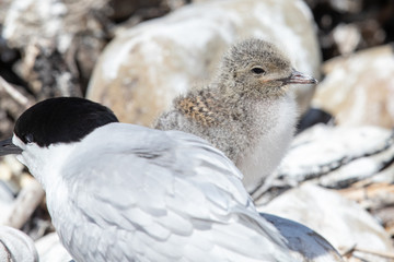White-fronted Tern