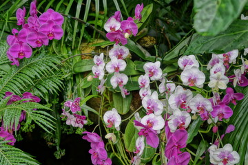 flowers in the garden