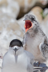 White-fronted Tern