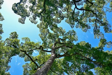 楠木の大木を見上げる情景