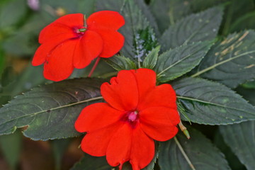 red flower in garden