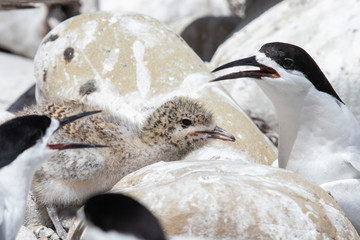 White-fronted Tern