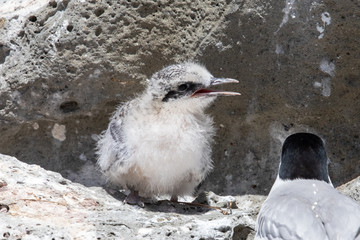 White-fronted Tern