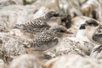 White-fronted Tern