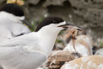 White-fronted Tern
