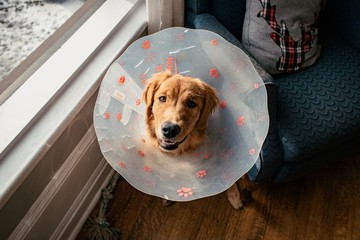 Golden Retriever with Cone of shame