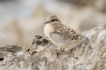 White-fronted Tern