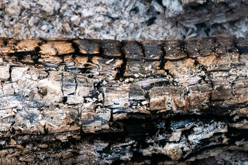 burnt wood left over after campfire