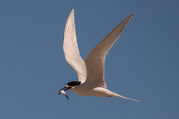 White-fronted Tern