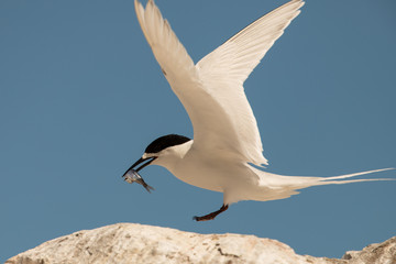 White-fronted Tern