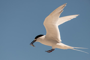 White-fronted Tern