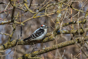 Male Downy Woodpecker clinging to a tree. 