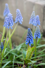 Muscari flowers, Muscari armeniacum, Grape Hyacinths spring flowers blooming in april and may. Muscari armeniacum plant with blue flowers