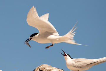 White-fronted Tern