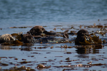 California Coastal Wildlife