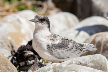 White-fronted Tern