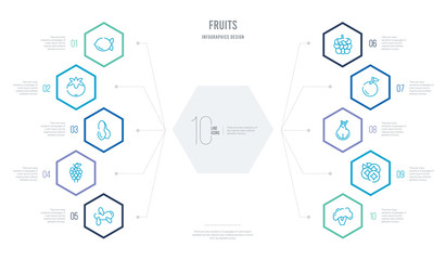 fruits concept business infographic design with 10 hexagon options. outline icons such as cauliflower, berries, onion, orange, raspberry, grapes