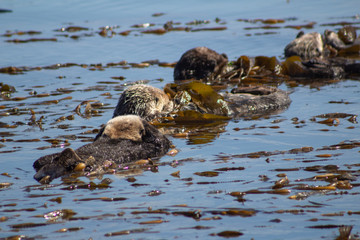 California Coastal Wildlife