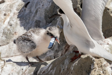 White-fronted Tern