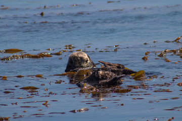 California Coastal Wildlife