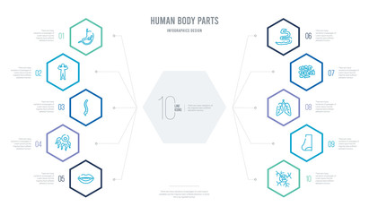 human body parts concept business infographic design with 10 hexagon options. outline icons such as neuron, nose side view, respiratory system, skin cells, small intestine, sperms