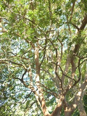 tree in spring
